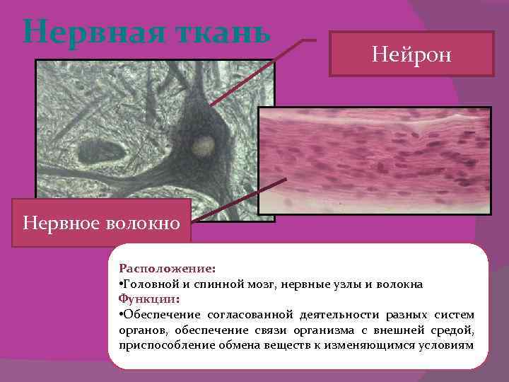 Нервная ткань Нейрон Нервное волокно Расположение: • Головной и спинной мозг, нервные узлы и