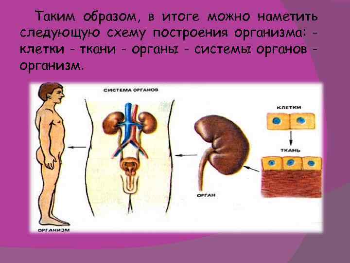 Схема клетка ткань орган система органов организм