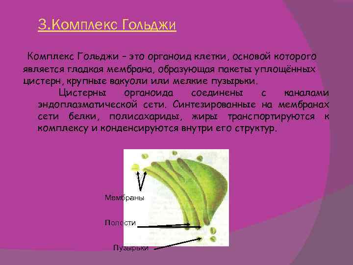 3. Комплекс Гольджи – это органоид клетки, основой которого является гладкая мембрана, образующая пакеты