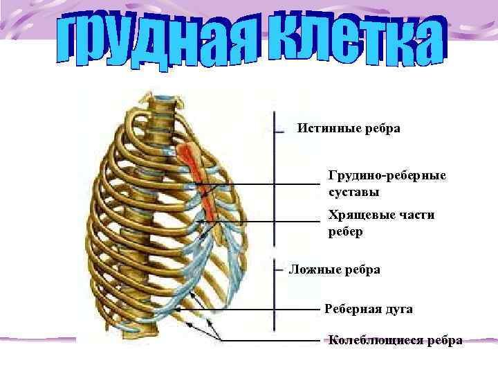  Истинные ребра Грудино-реберные суставы Хрящевые части ребер Ложные ребра Реберная дуга Колеблющиеся ребра