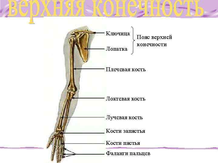 Ключица Пояс верхней конечности Лопатка Плечевая кость Локтевая кость Лучевая кость Кости запястья Кости