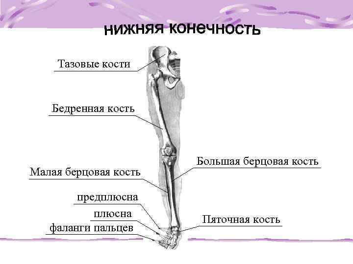 Малая берцовая кость где находится фото