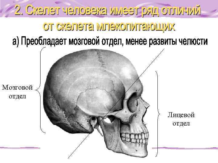 Мозговой отдел Лицевой отдел 