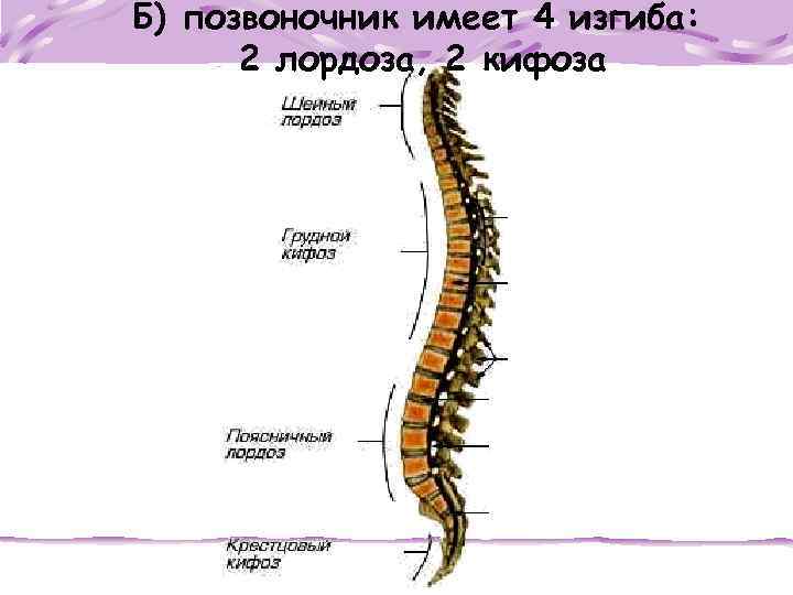 Б) позвоночник имеет 4 изгиба: 2 лордоза, 2 кифоза 