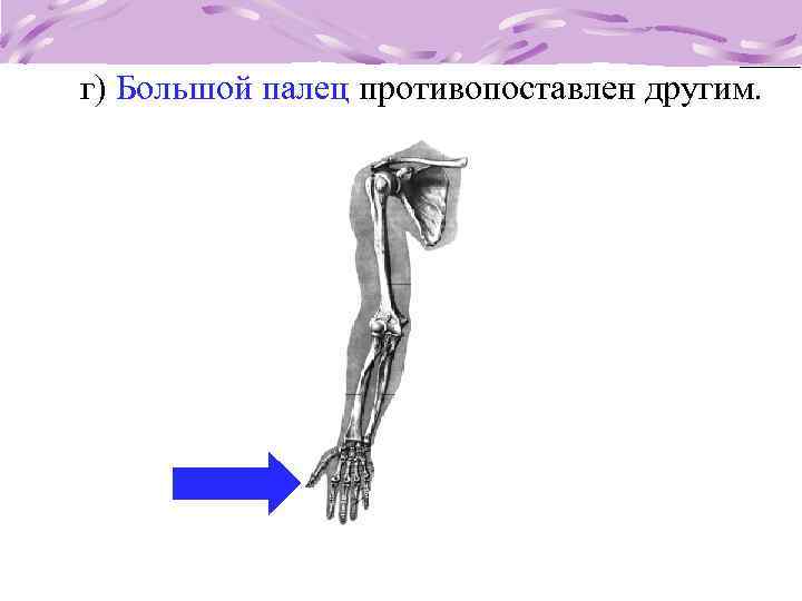 г) Большой палец противопоставлен другим. 