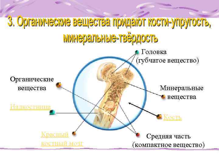  Головка (губчатое вещество) Органические вещества Минеральные вещества Надкостница Кость Красный Средняя часть костный