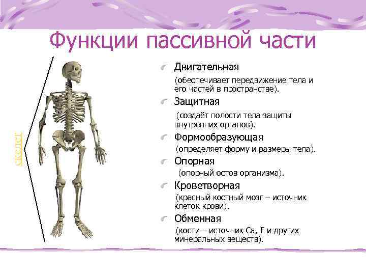  Функции пассивной части Двигательная (обеспечивает передвижение тела и его частей в пространстве). Защитная