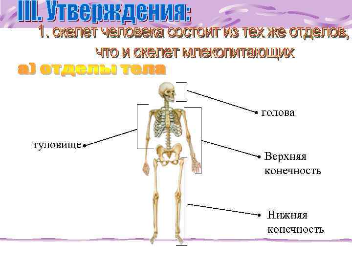  голова туловище Верхняя конечность Нижняя конечность 