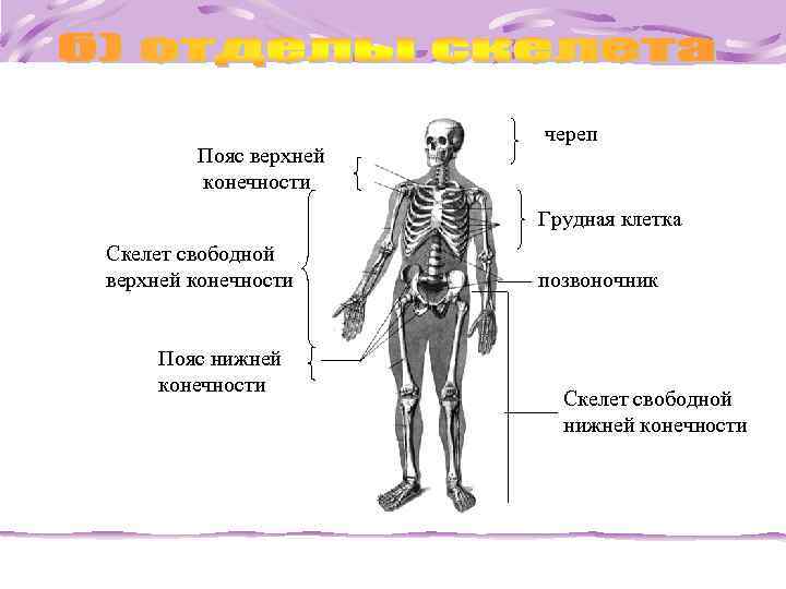  череп Пояс верхней конечности Грудная клетка Скелет свободной верхней конечности позвоночник Пояс нижней