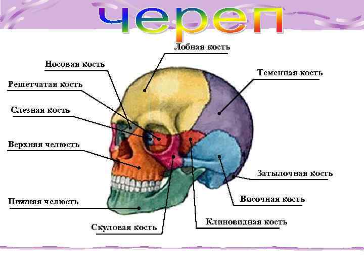  Лобная кость Носовая кость Теменная кость Решетчатая кость Слезная кость Верхняя челюсть Затылочная