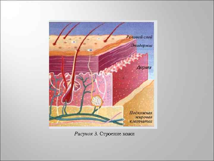 Слои кожи человека рисунок