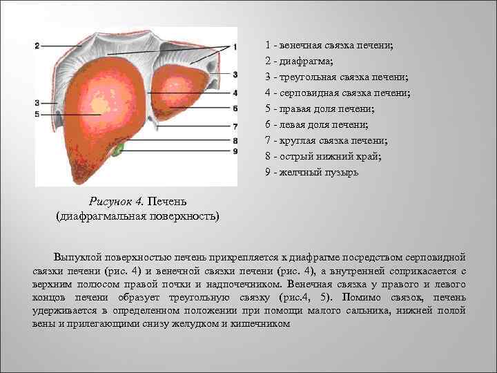  1 - венечная связка печени; 2 - диафрагма; 3 - треугольная связка печени;