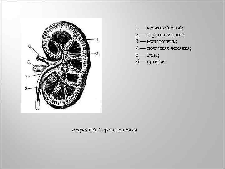 Почечная лоханка рисунок