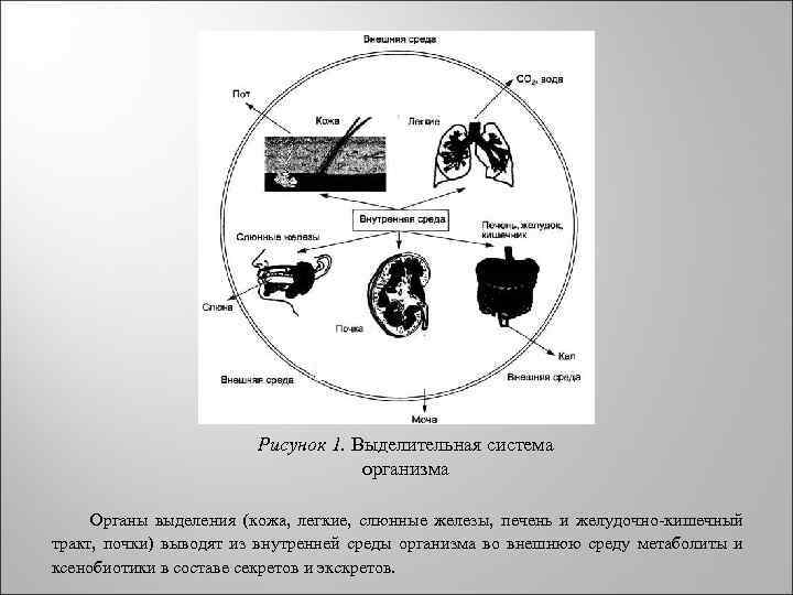  Рисунок 1. Выделительная система организма Органы выделения (кожа, легкие, слюнные железы, печень и