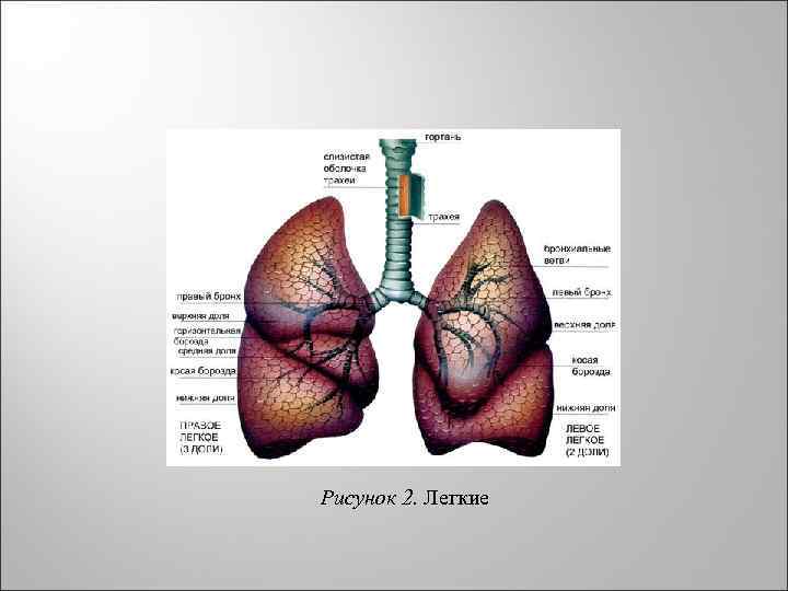 Рисунок 2. Легкие 