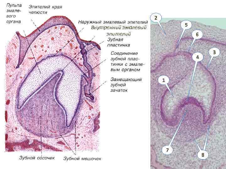 2 5 Внутренний эмалевый эпителий 6 3 4 1 8 7 