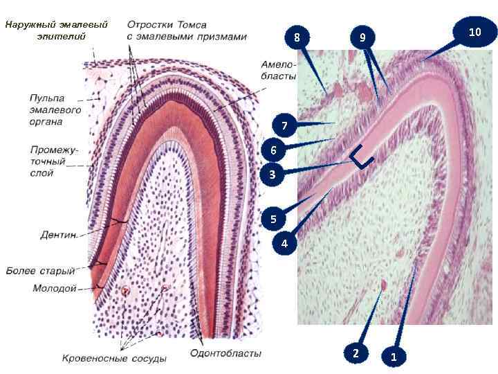 Наружный эмалевый эпителий 8 10 9 7 6 3 5 4 2 1 