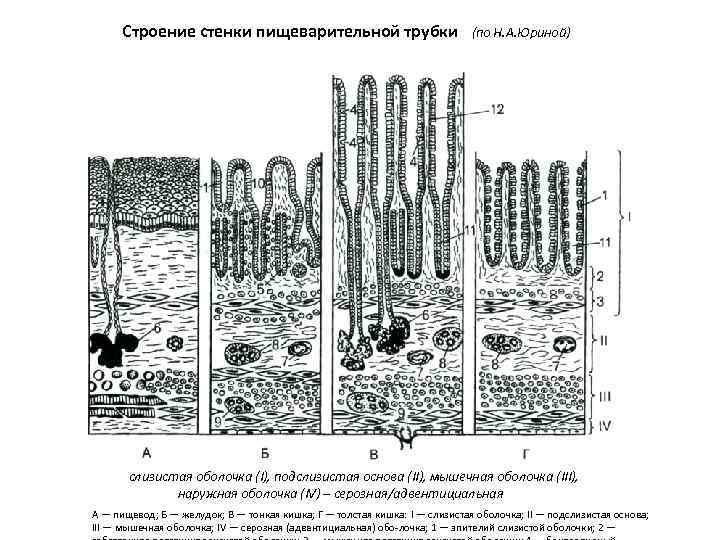Строение стенки пищеварительной трубки  (по Н. А. Юриной) слизистая оболочка (I), подслизистая основа (II),