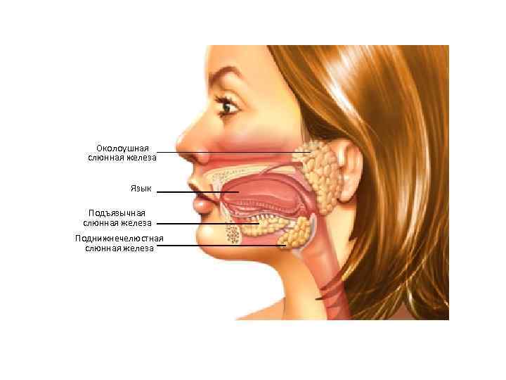 Околоушная слюнная железа Язык Подъязычная слюнная железа Поднижнечелюстная слюнная железа 