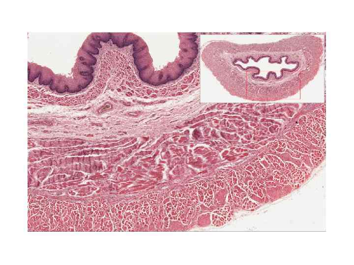 Общий план строения стенки пищеварительной трубки гистология