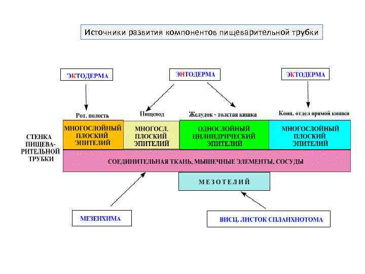Источники развития компонентов пищеварительной трубки 
