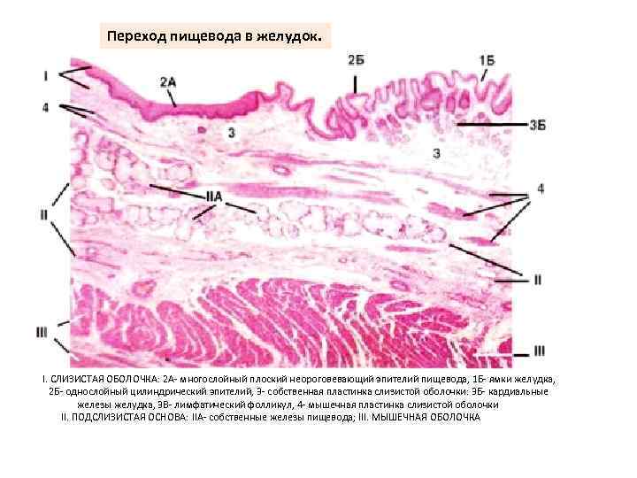 Переход пищевода в желудок. I. СЛИЗИСТАЯ ОБОЛОЧКА: 2 А многослойный плоский неороговевающий эпителий пищевода,
