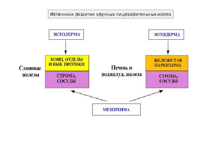 Источники развития крупных пищеварительных желез 