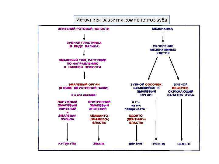 Источники развития компонентов зуба 