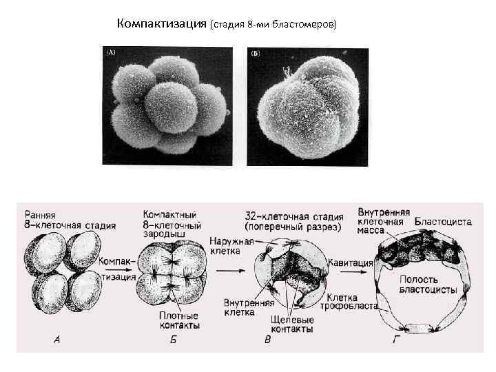 Компактизация (стадия 8 -ми бластомеров) 