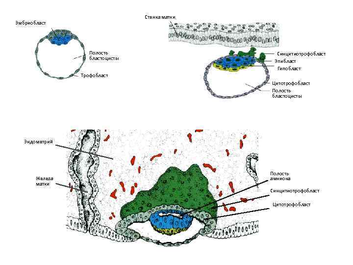  Стенка матки Эмбриобласт Полость Синцитиотрофобласт бластоцисты Эпибласт Гипобласт Трофобласт Цитотрофобласт Полость бластоцисты Эндометрий