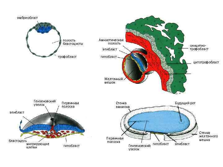  эмбриобласт полость Амниотическая бластоцисты полость синцитио- эпибласт трофобласт гипобласт цитотрофобласт Желточный мешок Гензеновский