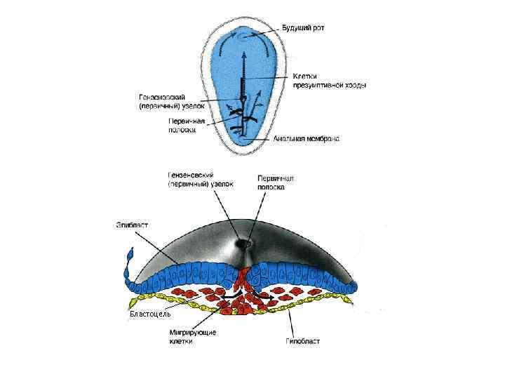 Бластоцель 
