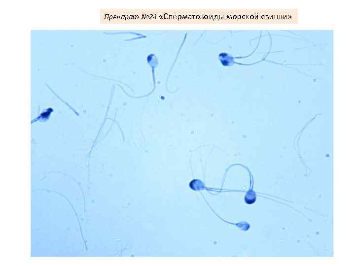 Препарат № 24 «Сперматозоиды морской свинки» 