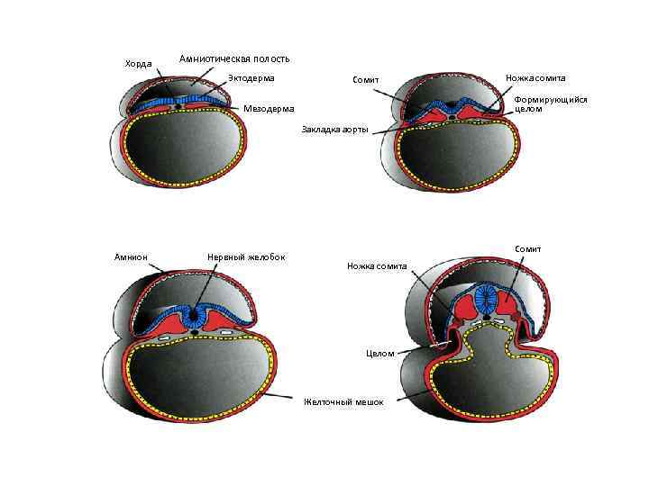  Хорда Амниотическая полость Эктодерма Сомит Ножка сомита Формирующийся Мезодерма целом Закладка аорты Сомит