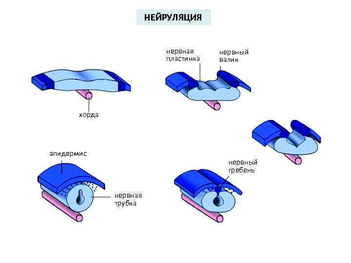  НЕЙРУЛЯЦИЯ нервная нервный пластинка валик хорда эпидермис нервный гребень нервная трубка 