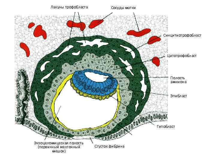  Лакуны трофобласта Сосуды матки Синцитиотрофобласт Цитотрофобласт Полость амниона Эпибласт Гипобласт Экзоцеломицеская полость (первичный