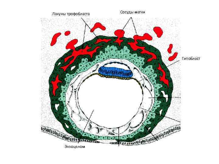 Лакуны трофобласта Сосуды матки Гипобласт Экзоцелом 