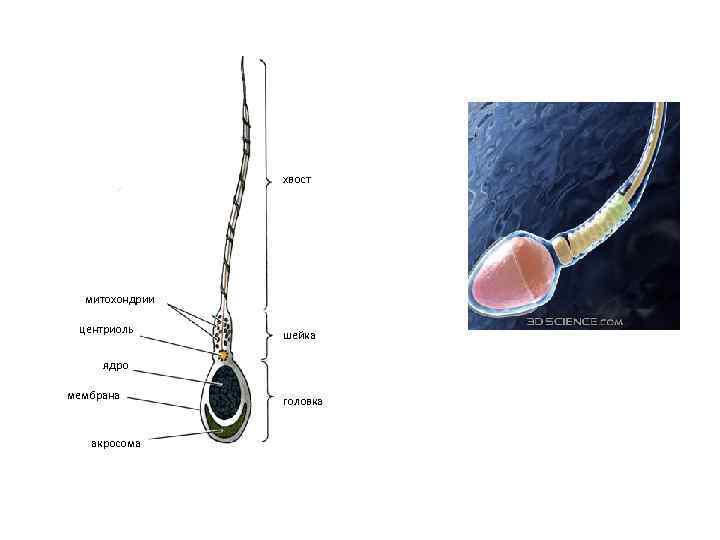  хвост митохондрии центриоль шейка ядро мембрана головка акросома 