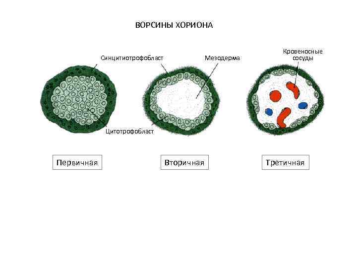 ВОРСИНЫ ХОРИОНА Кровеносные Синцитиотрофобласт Мезодерма сосуды Цитотрофобласт Первичная Вторичная Третичная 