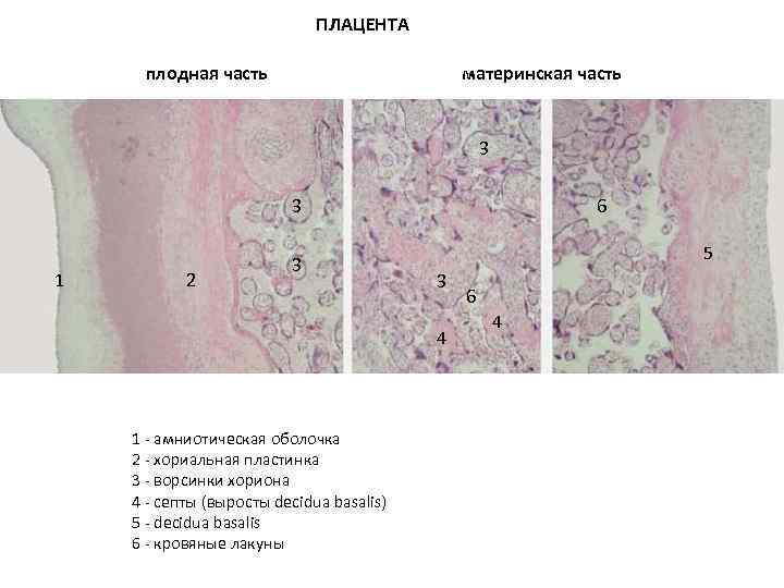Плацента человека рисунок гистология