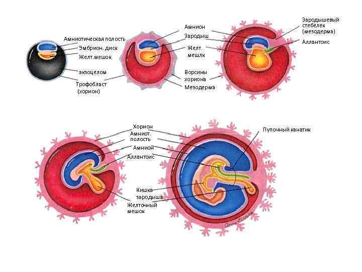 Эмбрион млекопитающих рисунок с подписями