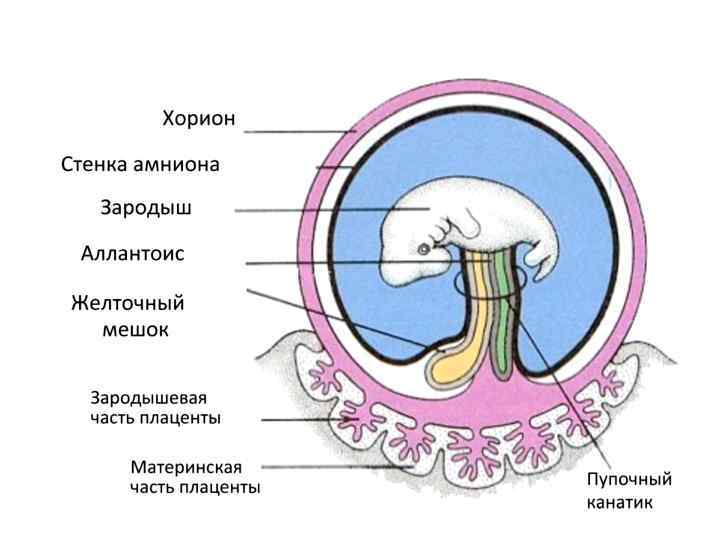 Овогенез картинка егэ