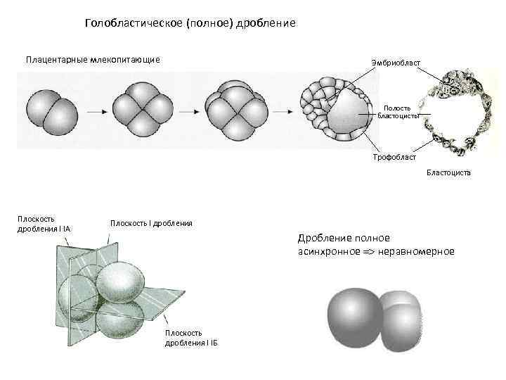  Голобластическое (полное) дробление Плацентарные млекопитающие Эмбриобласт Полость бластоцисты Трофобласт Бластоциста Плоскость I дробления
