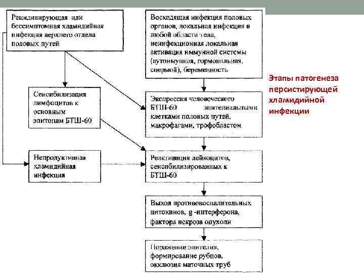 Этапы патогенеза персистирующей хламидийной инфекции 