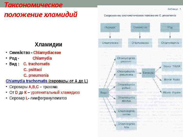 Таксономическое положение хламидий 