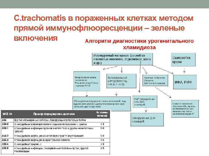 C. trachomatis в пораженных клетках методом прямой иммунофлюоресценции – зеленые включения 