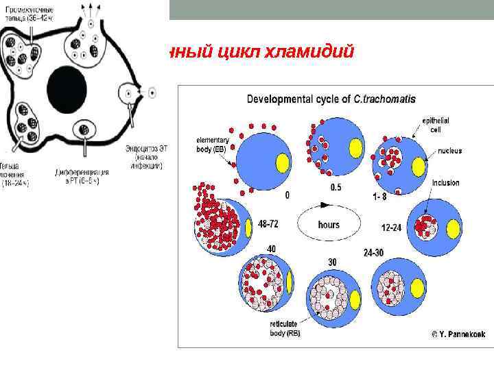 Жизненный цикл хламидий 