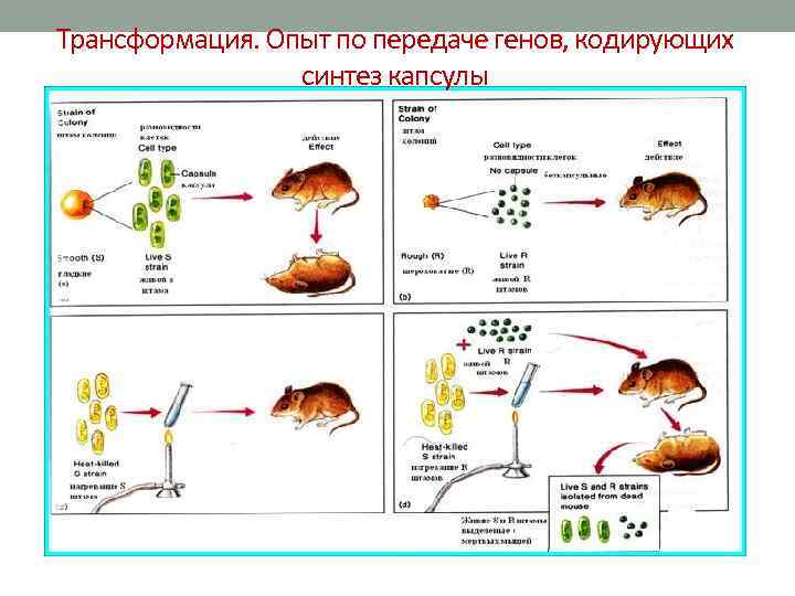 Трансформация. Опыт по передаче генов, кодирующих синтез капсулы 