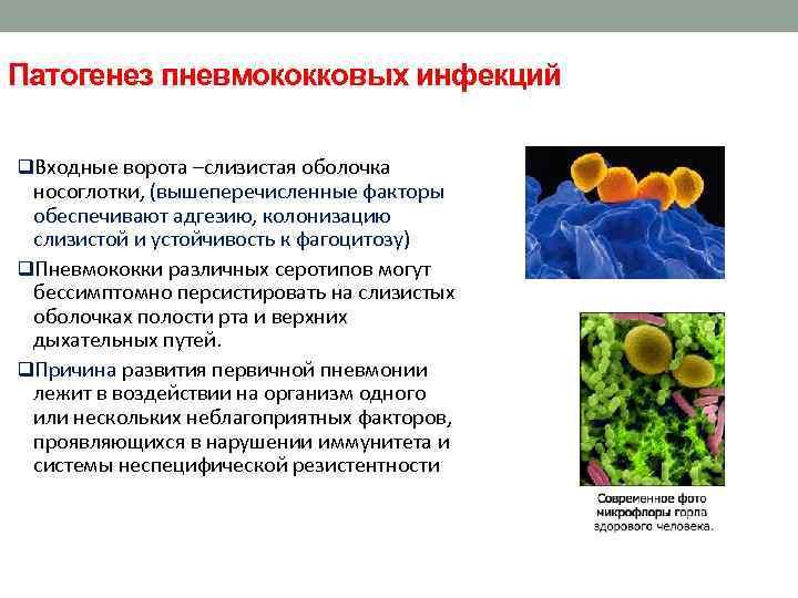Патогенез пневмококковых инфекций q. Входные ворота –слизистая оболочка носоглотки, (вышеперечисленные факторы обеспечивают адгезию, колонизацию