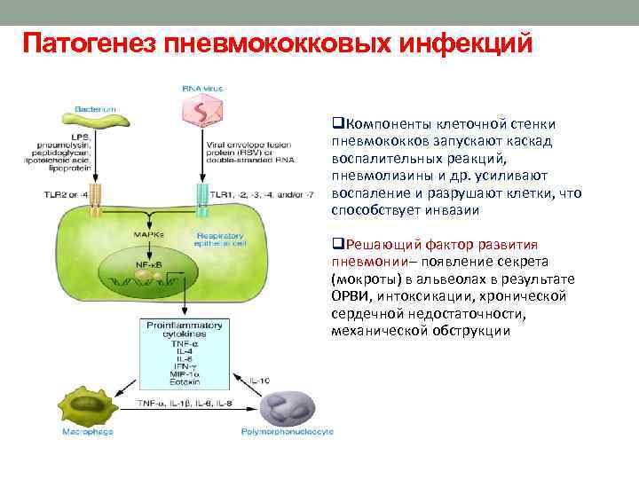 Патогенез пневмококковых инфекций q. Компоненты клеточной стенки пневмококков запускают каскад воспалительных реакций, пневмолизины и